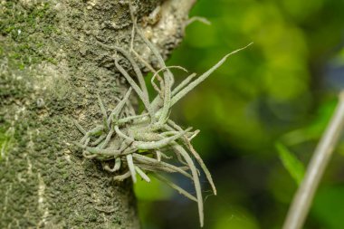 Ağacın gövdesindeki küçük balloss (Tillandsia yinelemesi).