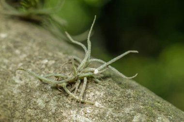 Small ballmoss (Tillandsia recurvata) growing on the trunk of a tree.