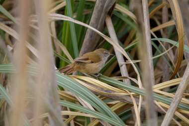 Sulphur-bearded Reedhaunter (Limnoctites sulphuriferus) hidden among the reeds. clipart