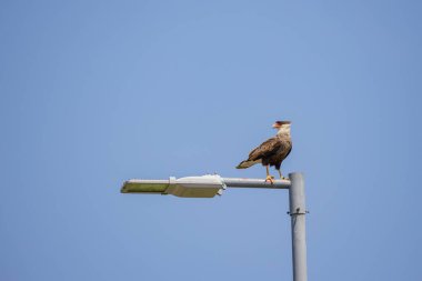 Sokak ışıklarına tünemiş ibikli caracara (Caracara plancus).