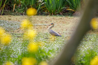 Whistling Heron (Syrigma sibilatrix) in a lagoon in Buenos Aires. clipart