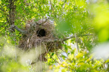 Nest of furnariidae made of branches and straw. clipart