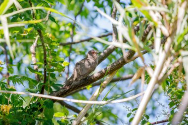 Kül renkli guguk kuşu (Coccycua cinerea) bir ağacın dalları arasına tünemiştir..