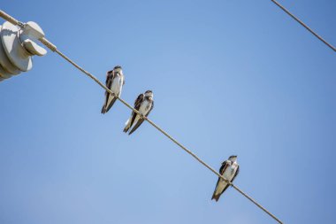 Kahverengi göğüslü Martin bir elektrik hattı üzerinde (Progne tapera) yutar.