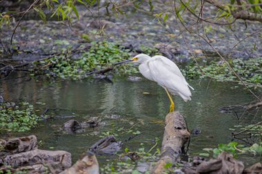 Snowy egret (Egretta thula) in a small pond. clipart