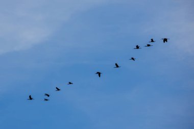 Mavi gökyüzünde beyaz yüzlü Ibis (Plegadis chihi) sürüsü.