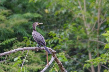 Neotropik Karabatak (Phalacrocorax brasilianus) bitki dolu bir lagünün üzerine tünemiştir..