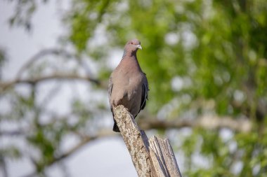 Picazuro Pigeon (Patagioenas picazuro) perched on a branch. clipart