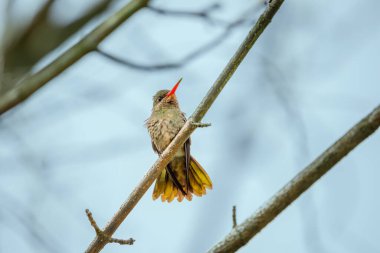 Gilded sapphire Hummingbird (Hylocharis chrysura) perched on a branch. clipart