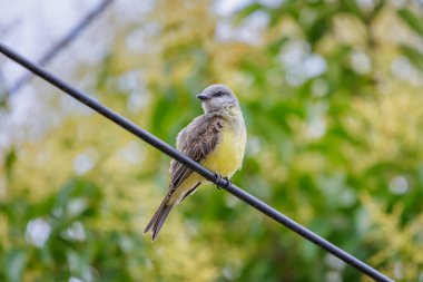 Tropik Kingbird (Tyrannus melankolicus) bir kabloya tünemiştir..