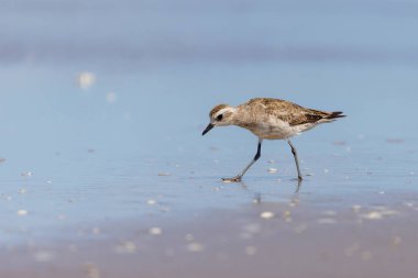 American Golden Plover (Pluvialis dominica) looking for food on the beach. clipart