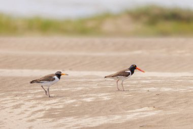 İki Amerikan Oystercatcher (Haematopus palliatus) Arjantin 'in Atlantik kıyısında bir kum tepesinde yürüyor.