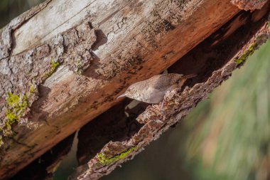 Wren Hanesi (Trogloditler aedon) bir ağacın kabuğu arasında.