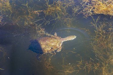 Hilaires yan boyunlu kaplumbağa (Phrynops joy ii) bir gölde yüzüyor.