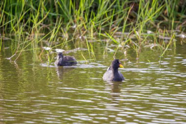 Kırmızı yüzgeçli Coot (Fulica rufifrons) ve yavrusu bir gölde yüzüyorlar..