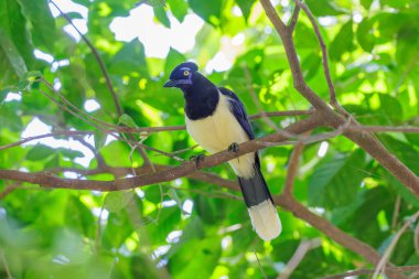 Arjantin 'deki Iguazu Ulusal Parkı' nda bir dalın üzerine pelüş ibikli Jay (siyanocorax chrysops) konmuştur..
