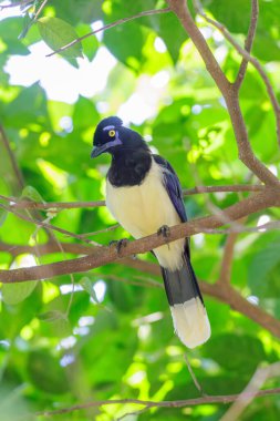 Plush-crested Jay (siyanocorax chrysops) bir dala tünedi.