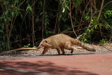 Güney Amerika koati (Nasua nasua) Arjantin 'in Misiones kentindeki Iguazu Ulusal Parkı' nda.
