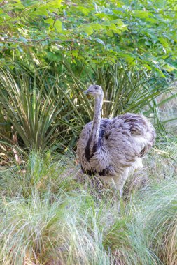 Daha büyük rhea (Rhea americana) çimenlerde yürüyor.