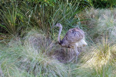 Daha büyük rhea (Rhea americana) çimenlerde yürüyor.