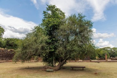 Ubajay (Hexachlamys edulis), Arjantin 'in Misiones kentindeki San Ignacio harabelerinde bulunan ağaç..
