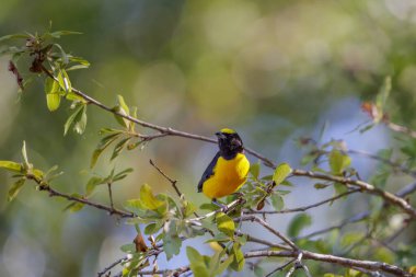 Bir dala tünemiş mor boğazlı Euphonia (Euphonia klorotica).