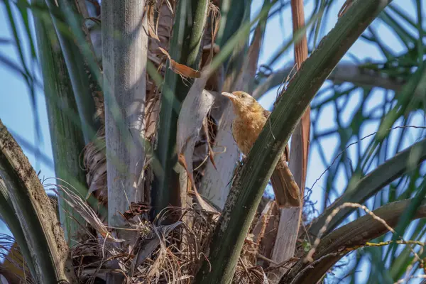 Hurma ağacının üzerine tünemiş Tüküren (salkımlı) Wren gibi..