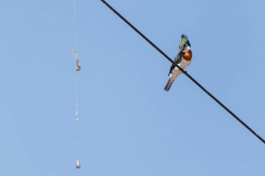 Amazon Kingfisher (Chloroceryle amazona) bir kabloya tünemiş balık oltasını izliyordu..