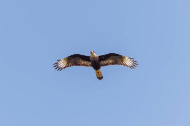 Mavi gökyüzünde uçan ibikli karacara (Caracara plancus).