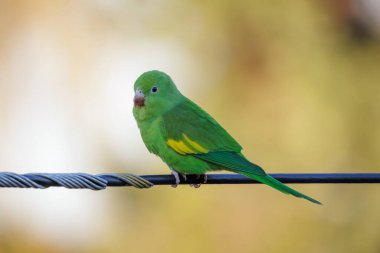 Sarı simgeli muhabbet kuşu (Brotogeris chiriri) bir elektrik hattına tünedi.
