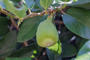 Sürünen incir meyvesi (Ficus pumila)).