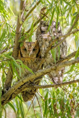 Bir ağaç dalına konmuş Tropikal Cırtlak Baykuş (Megasops choliba) çifti.