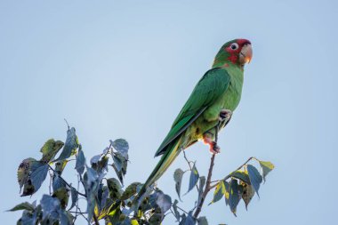 Mitred Parakeet (Psittacara mitratus) bir dala tünedi.