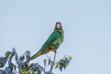 Mitred Parakeet (Psittacara mitratus) bir dala tünedi.