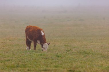 Sisli bir günde çayırda otlayan inek..