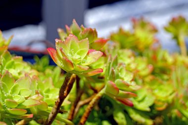 Güneş ışığıyla aydınlatılmış bir Sedum palmeri sulandırıcısının yakın çekimi