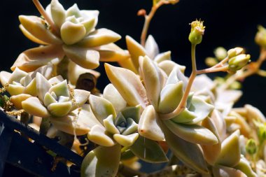 Fading graptopetalum photographed close up against a dark background on a sunny day clipart