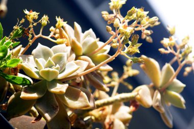 A blooming graptopetalum succulent photographed close up on a sunny day                clipart