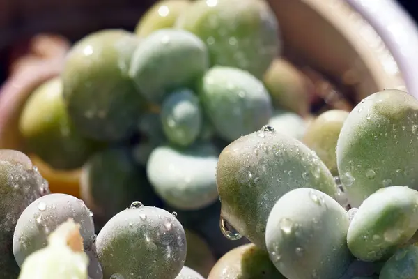 Pachyphytum oviferum sulu su damlacıklarıyla kaplı.