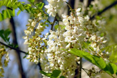 Robinia 'nın ilkbaharda yaptığı psödoacia - ağaç dallarına yakın plan cilt bakımı