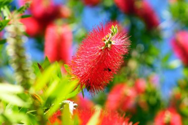 A sprig of callistemon with a beautiful red flower. clipart