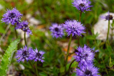 Blooming Globularia close-up. Flora in the mountains of Montenegro clipart
