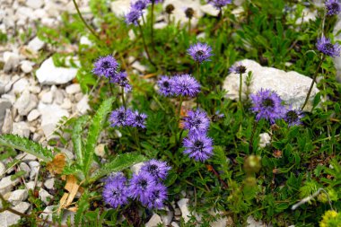 Close-up of Globularia plant during flowering. Spring in the mountains of Montenegro clipart