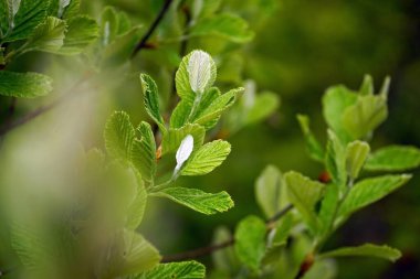 Young leaves on the branches of a Rock Whitebeam tree. Spring nature on Mount Orjen in Montenegro. clipart