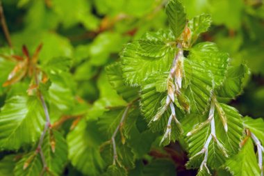 Kayın ağacı dalında yeni açılmış yapraklar. Bahar doğası yakın plan.