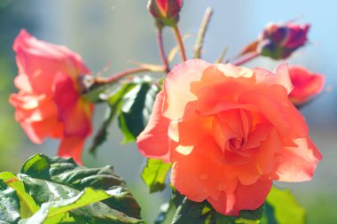 Spring in the Mediterranean garden: blooming rose flowers with orange petals clipart