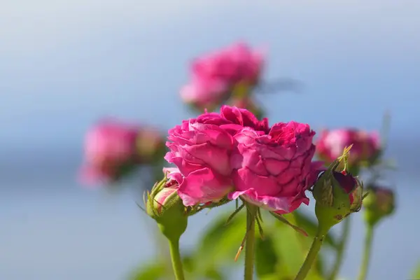 Mavi arkaplanda pembe gül tomurcukları.