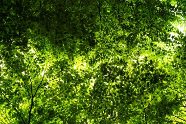 Kayın ormanında bahar: Gökyüzünü kaplayan taze parlak yapraklı ağaç dalları. Karadağ 'ın dağlarında doğa.