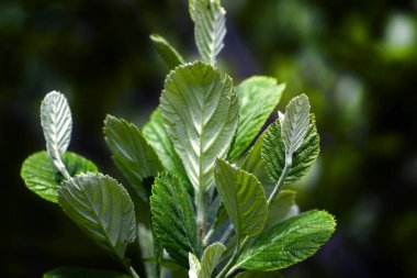 Fresh spring leaves of the Aria rupicola tree, commonly known as rock whitebeam clipart