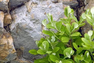 Twigs with fresh leaves of Aria rupicola bush growing near a rock in the mountains. clipart